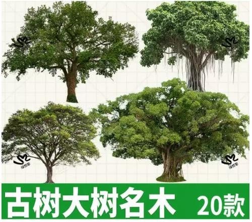 古树大树名木免扣 PNG 素材，景观效果图立面老树，榕树古树 PSD 透明底，Procreate 可用植物素材 20 款 ...