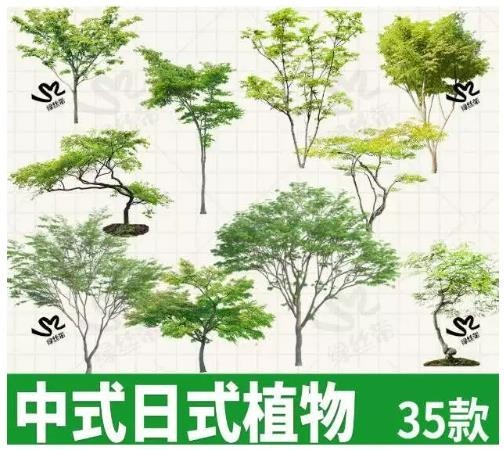 中式日式景观树免扣 PNG 素材，禅意造型乔木鸡爪槭，园林效果图立面树 PSD 透明底，35 款新中式庭院植物素 ...