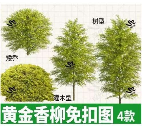 黄金香柳免扣 PSD 植物素材，景观效果图用，矮乔灌木乔木树型，无背景透明底图片，PS 与 Procreate 可用 ...